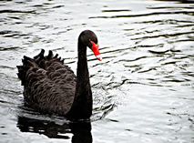 A black swan