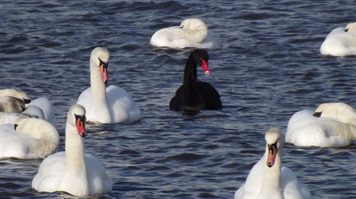 Black-Swan