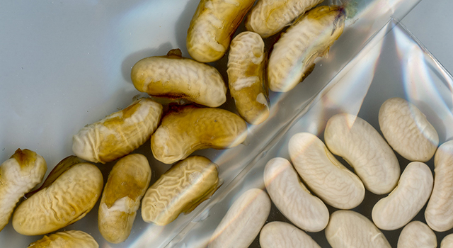 MIT researchers have devised a way to protect seeds from the stress of water shortage during their crucial germination phase