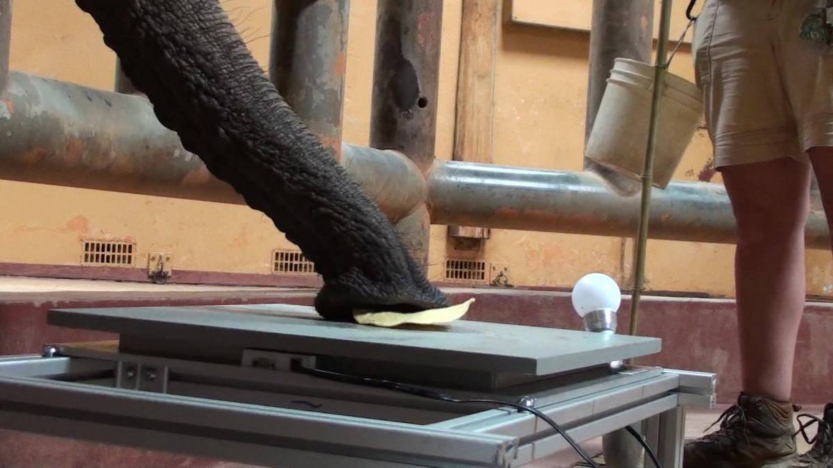 To learn more about suction, the researchers gave elephants a tortilla chip and measured the applied force. 